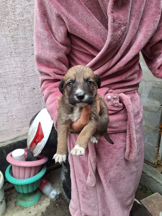 Отдам хорошие руки