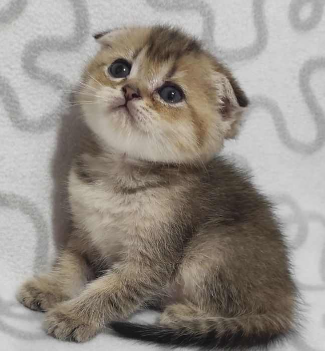 Кошка Шиншилла фолд