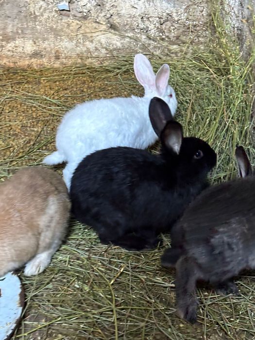 Кролики фландеры