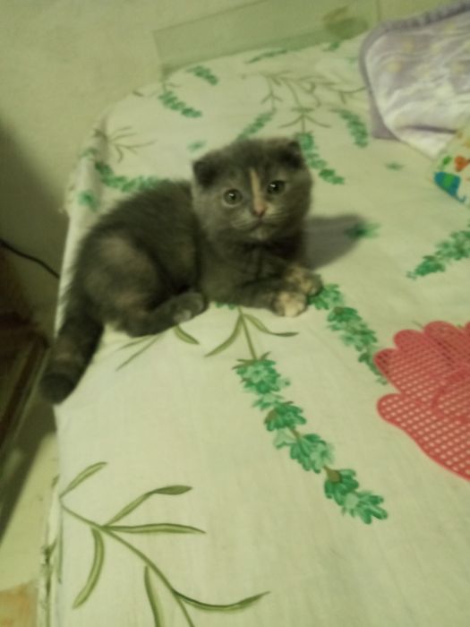 Шотландские фолды ко всему приучены родились 15 ноября