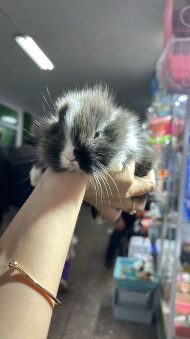 Кролики карликовые