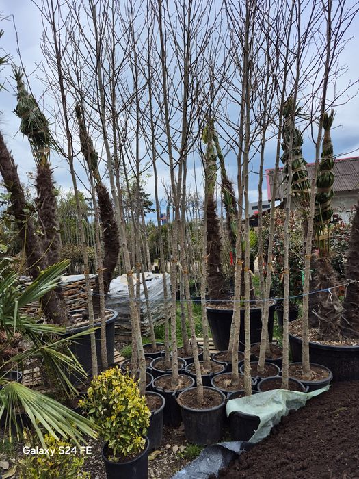 Palmieri  copaci  bambus  plante