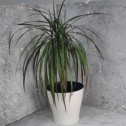 Молодая драцена в горшочке