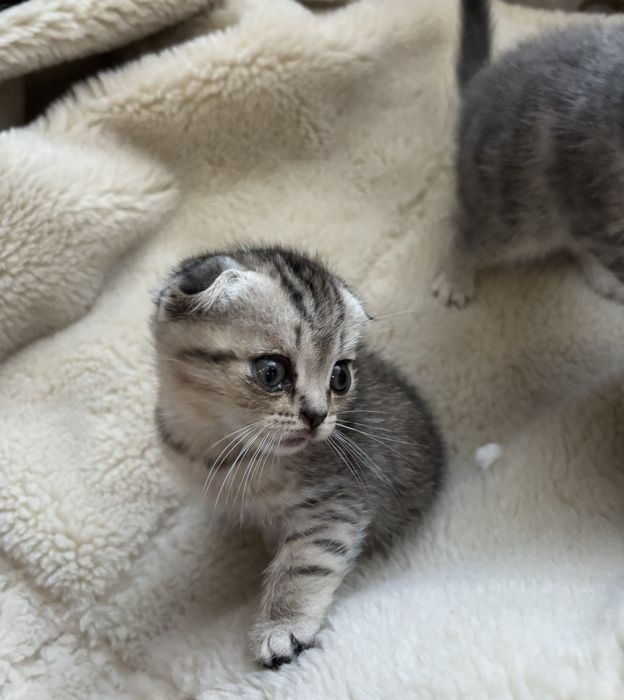 Продам шотландских котят