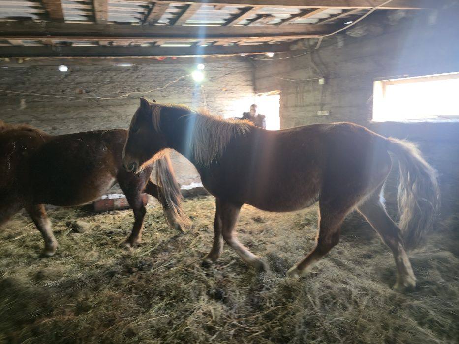 Продам 2 голов кабыл и тай