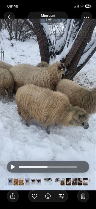 Oite de vanzare gestante si un berbec