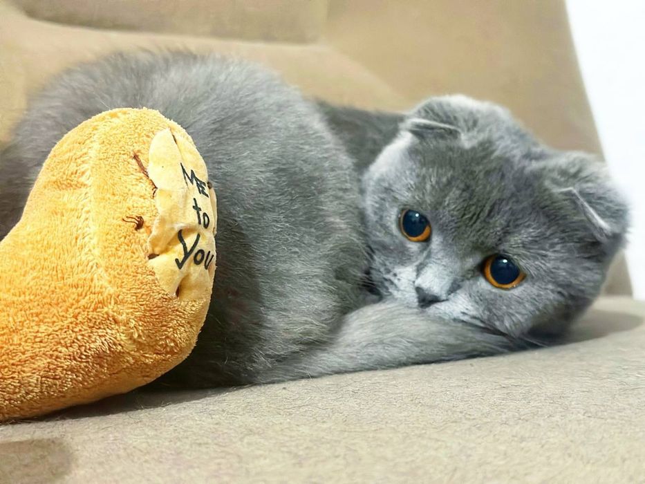 Мушугимиз йу́колган