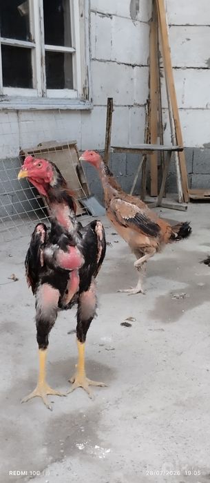 Shamo dakan xóroz va 2 ta makyon toza zotlar yozda yoshiga tólgan