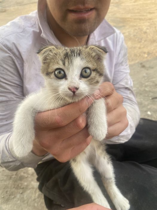 Кошка шотланские