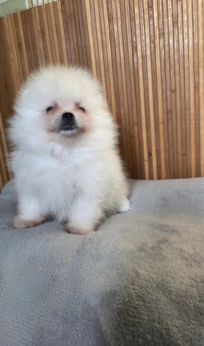 Продавам померан