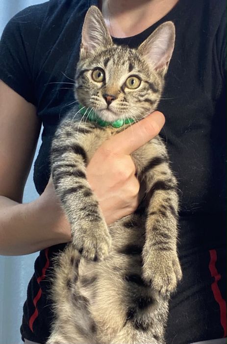 Отдам котенка в добрые руки