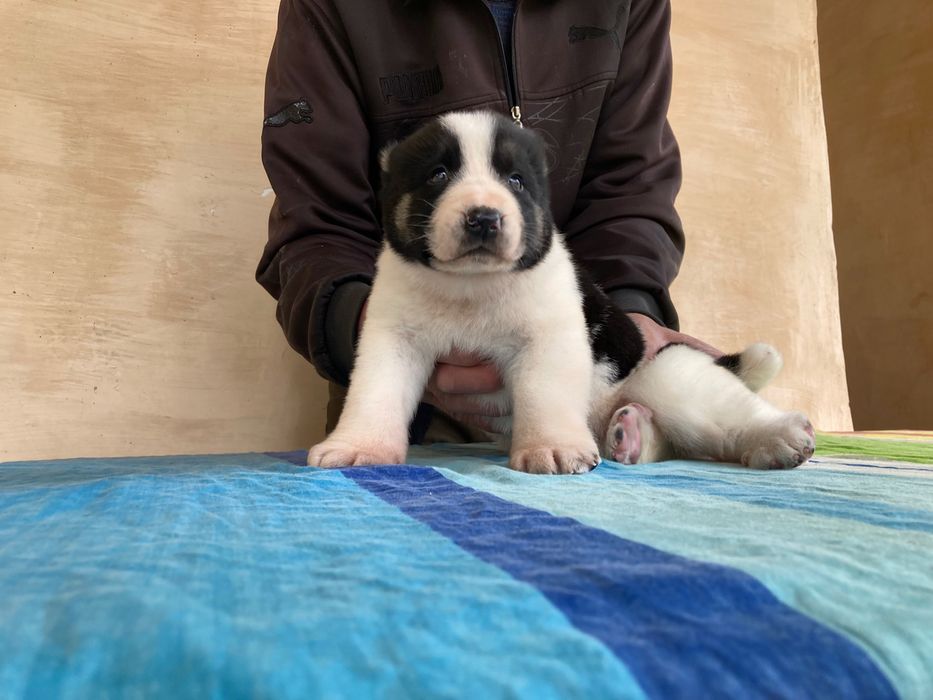 Шенок Туркменского Алабая ( чистокровный )