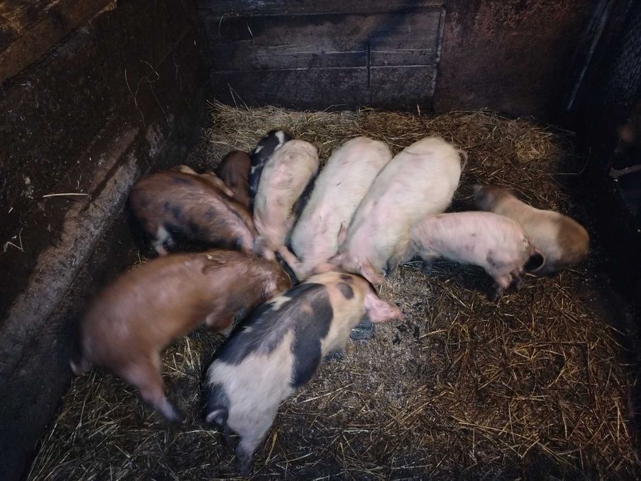 Продам паросят не дорого