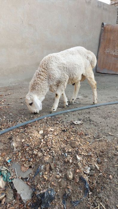 Ок кучкор сотилади