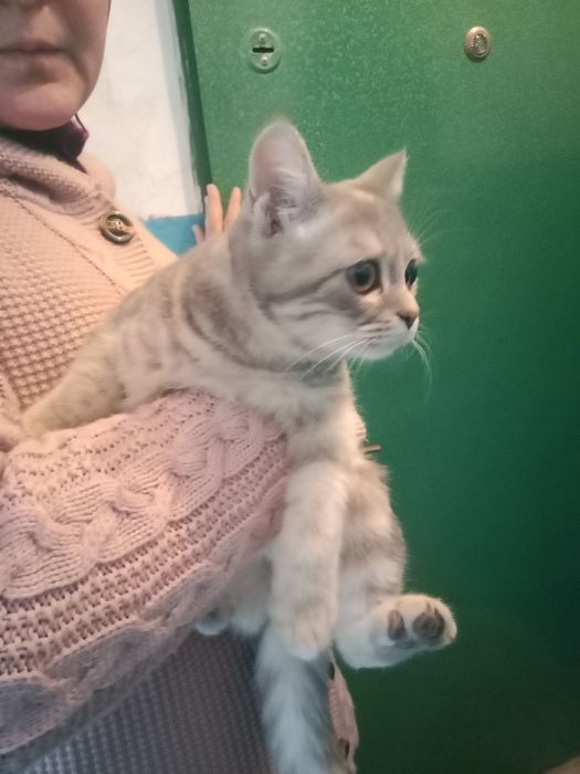 Кошечка даром в добрые руки