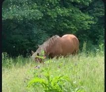 Vând mânză de doi ani