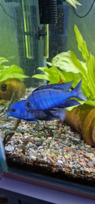 Продам Голубых Дельфинов