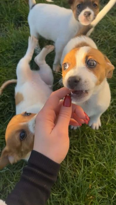 Джакче момиченце!