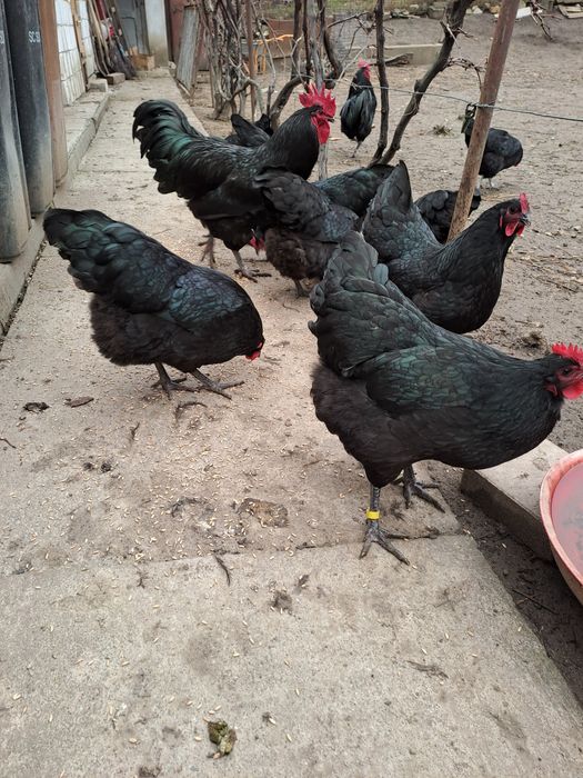 Oua pentru incubat australorp, austrolop australop,australorp