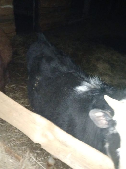 Продам быков, два головы.