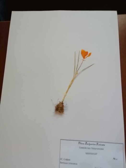 Хербарии ЛТУ-Ботаника