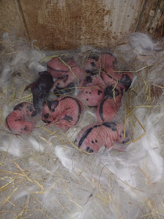 Vând iepurași fluture german diferite vârste