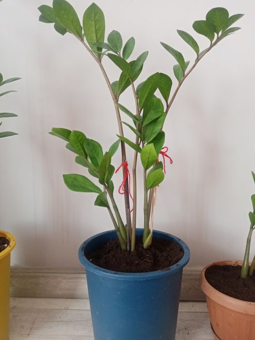 Комнатные  растения