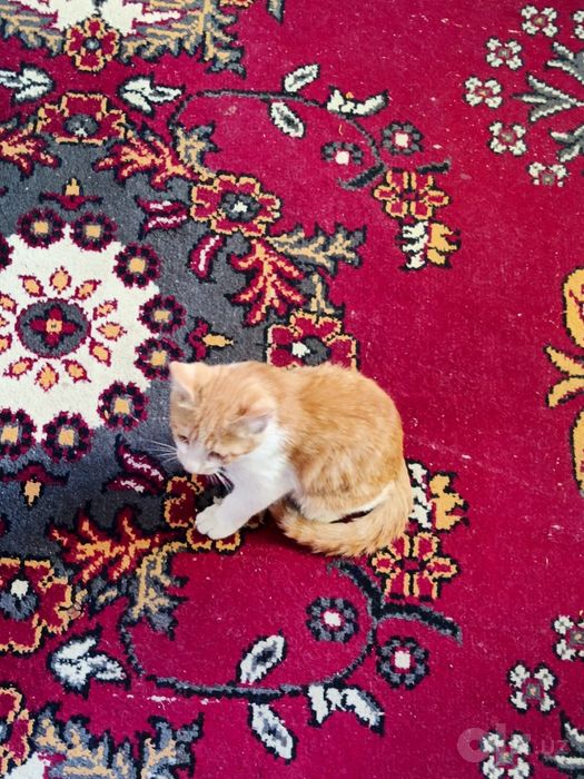 Кошка и два кота