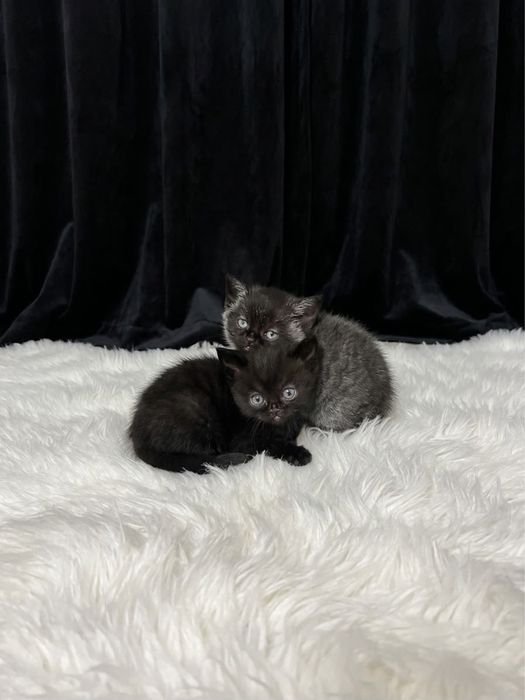Отдам британских котят
