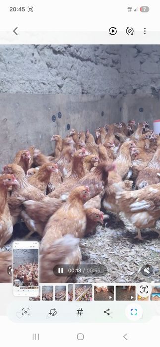 Ломан-браун Лучшая несушка чистый кросс