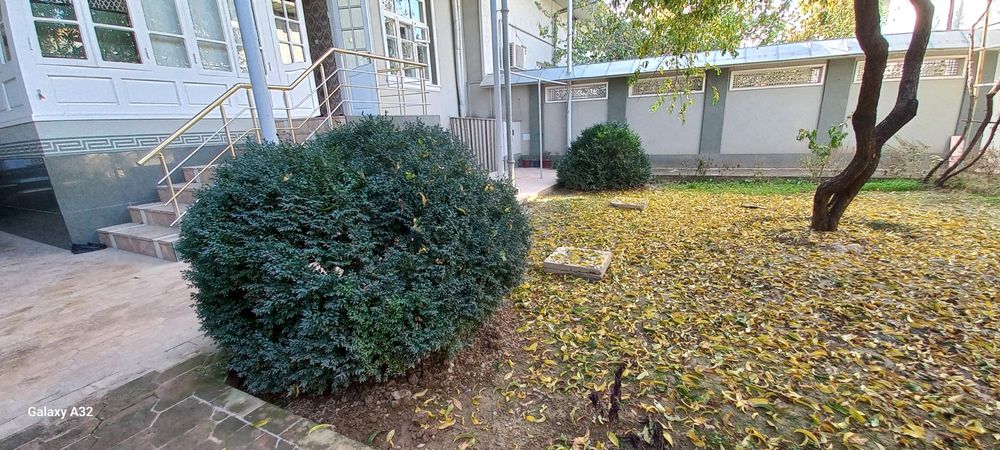 Растение Подсвечник (Шамшод)