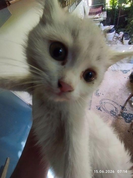 Белый, красивый котёнок.