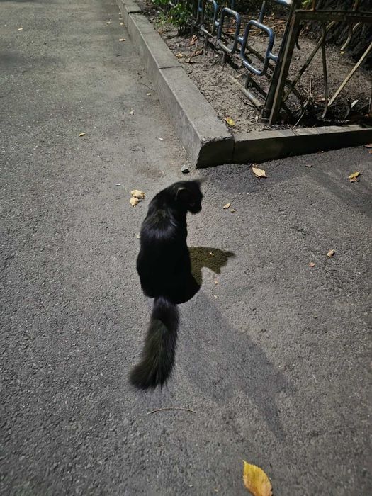 Котенок, милашка, черный