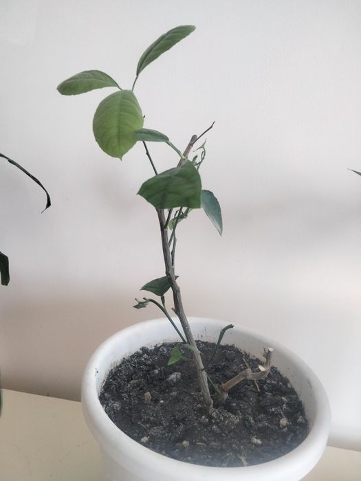 Продам домашние цветы