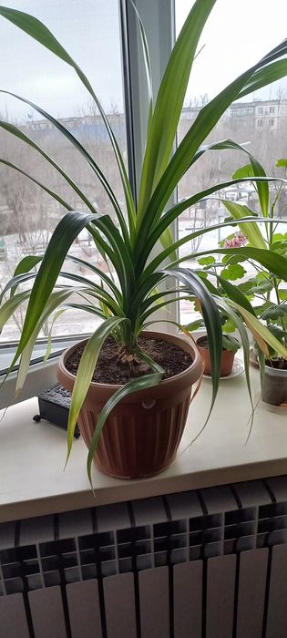 Цветы комнатные разные