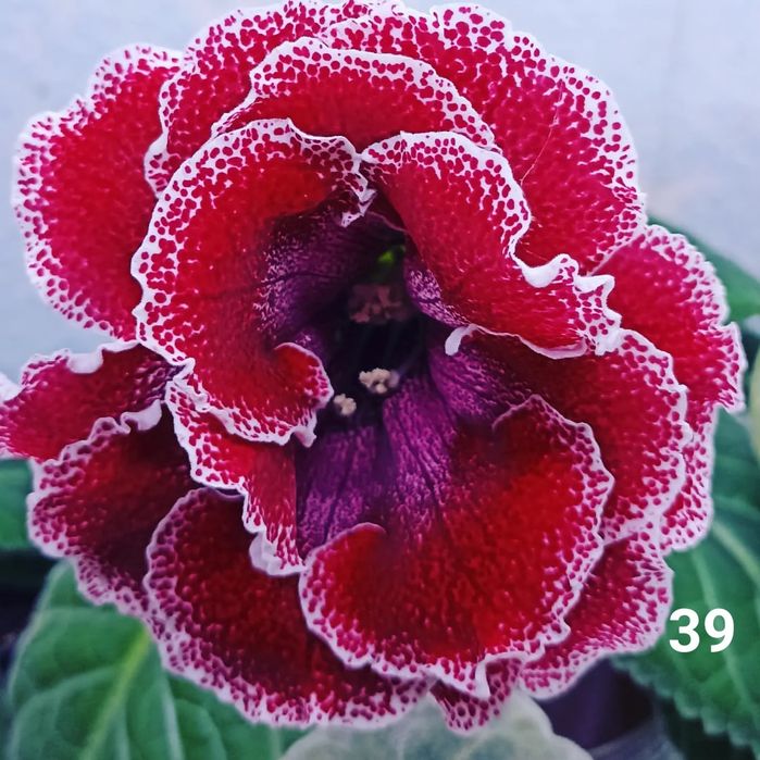 Махровые глоксинии