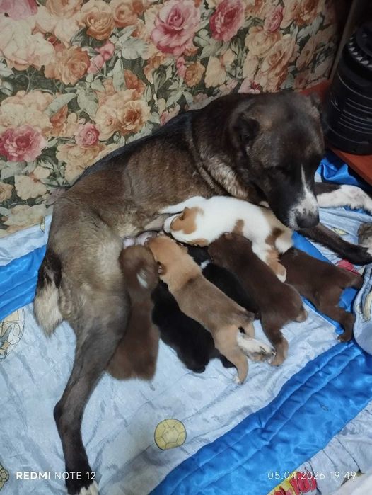 продам очаровательных малышей