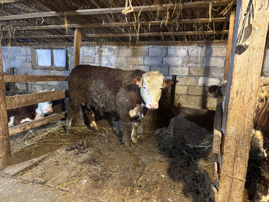 Ак бас букалар, белоголовые быки