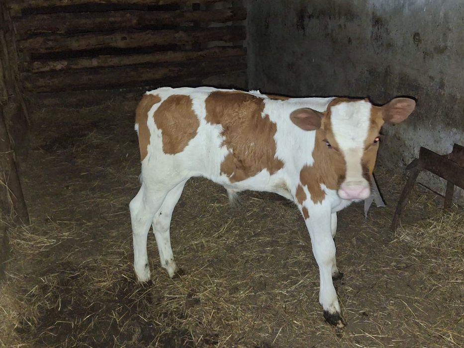 Продам теленка 3 месеца бычок