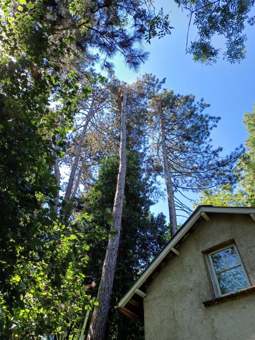 Рязане на опасни дървета кастрене с вишка