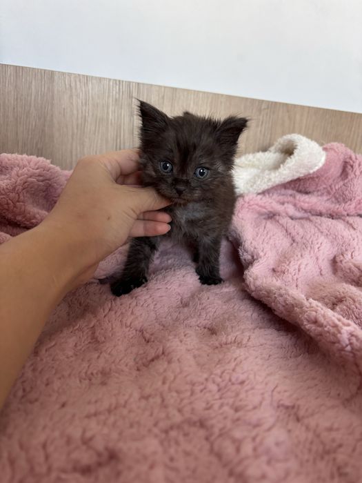 Отдам маленьких котят