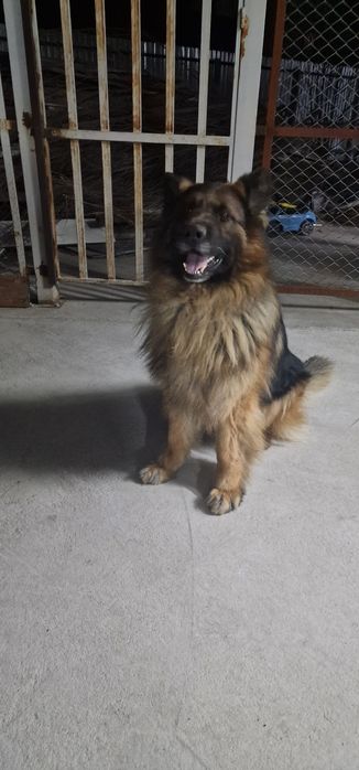 Немецкая овчарка кабель