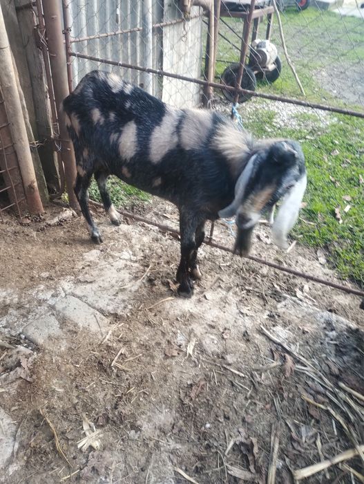 Vand sau schimb Tap anglo-nubian