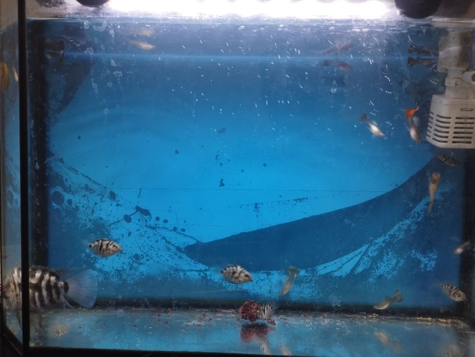 Аквариум  сатылад