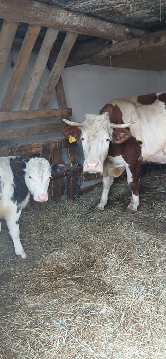 Vaca cu vițel de vânzare