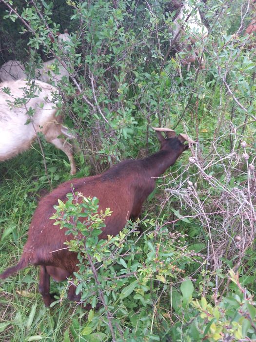 Vand Tapi pentru reproducere