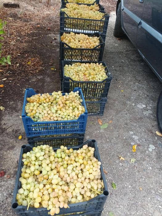 Продава се Земеделски имот в с. Стамболово, Област Хасково -  кв.м за 2125 €/дка - Снимка #2