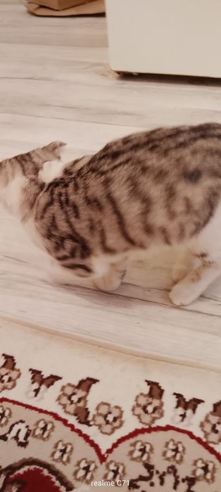 Шотландская кошка