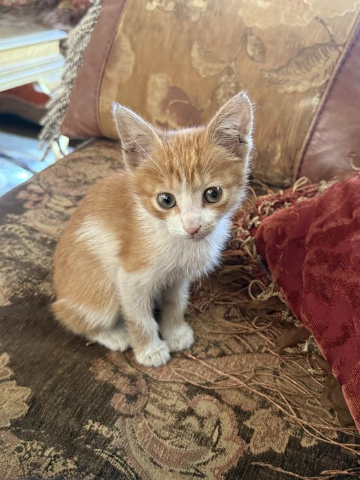 Котенок рыжий в хорошие руки