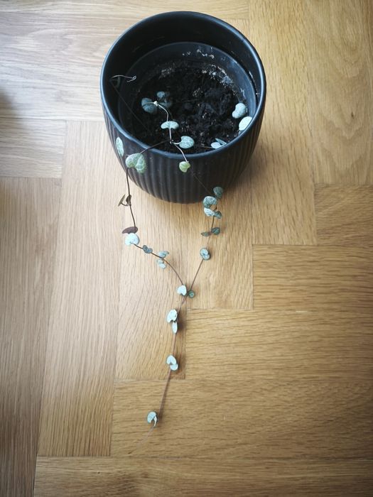 Пълзящи стайни цветя